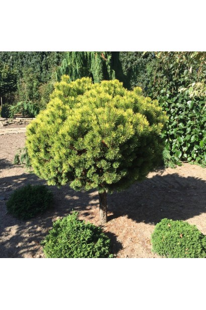 Сосна гірська Карстенс Вінтерголд на штамбі в ландшафті